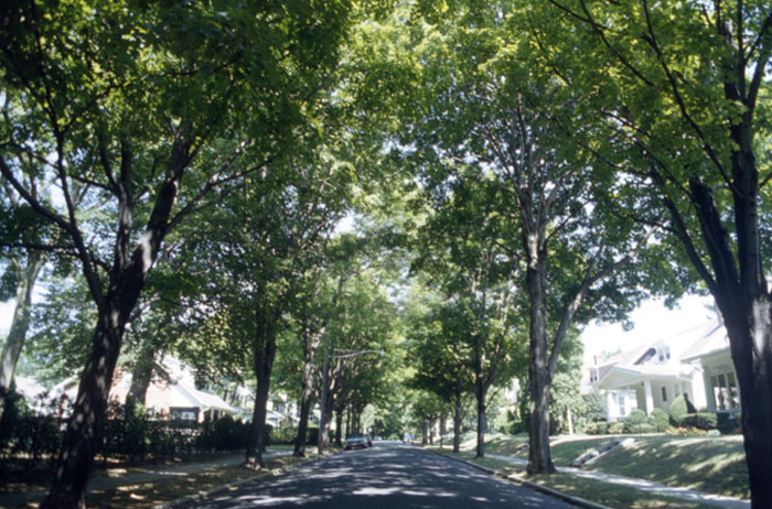 C1-hylton-trees-Wyomissing-street