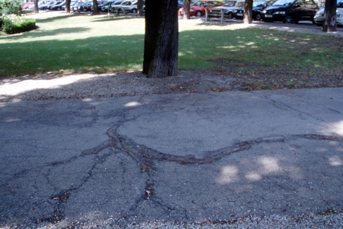 E1-hylton-tree-sroots-in-asphalt