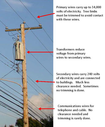 hylton trees utility pole diagram