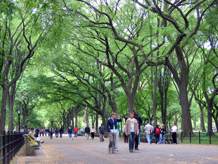 K1-hylton-trees-central-park