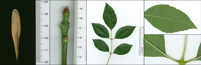 L1-hylton-tree-green-ash-leaf
